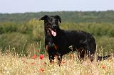 BEAUCERON 726